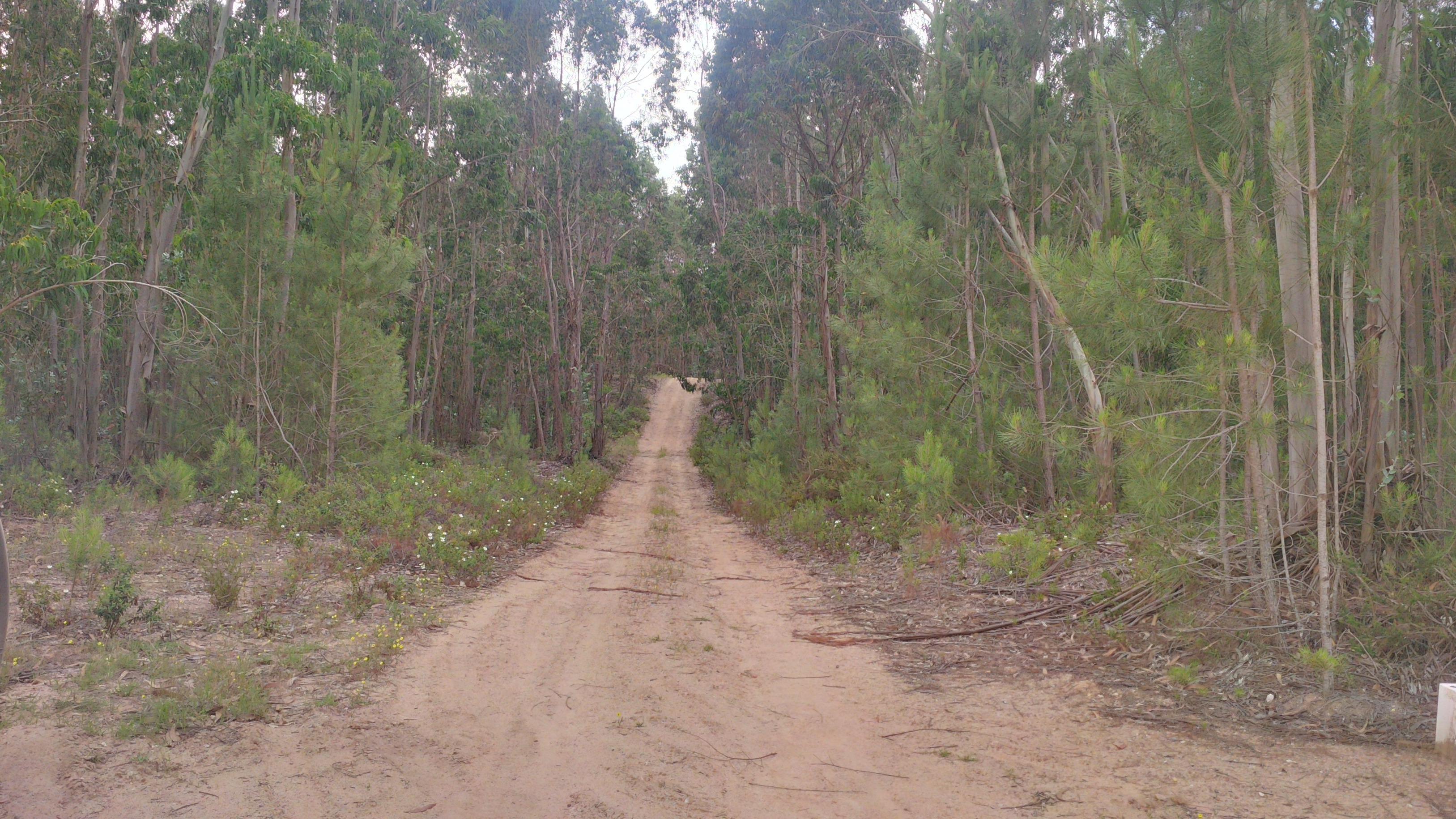  Portugal -eucalyptus forest for sale.   Ref P01